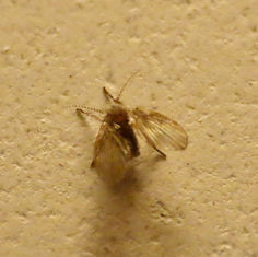Bathroom Moth Fly (Clogmia albipunctata)