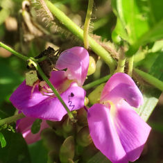 Beach Bean (Canavalia rosea)