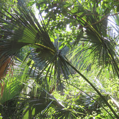Mexican Palmetto (Sabal mexicana)