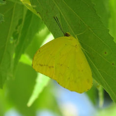 Large Orange Sulphur (Phoebis agarithe)