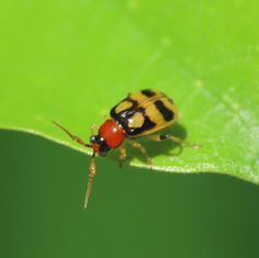 Cerotoma ruficornis