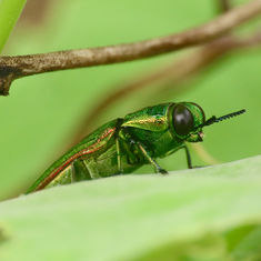Agaeocera gigas
