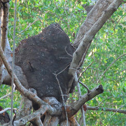 Conehead Termites Nest (Genus Nasutitermes)