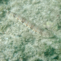 Sauro Lizardfish (Synodus lacertinus)
