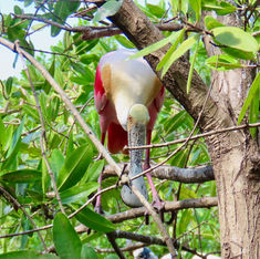 Roseate Spoonbill (Platalea ajaja)
