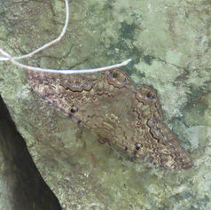Black Witch Moth (Ascalapha odorata)
