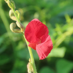 Phasey Bean (Macroptilium lathyroides)