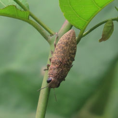 Eyed Jewel Beetles
(Genus Lampetis)