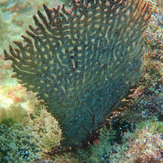 Genus Pacifigorgia