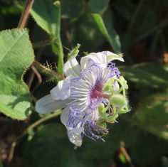 Stinking Passionflower (Passiflora foetida)