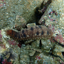 Bottleneck Sea Cucumber (Holothuria impatiens)