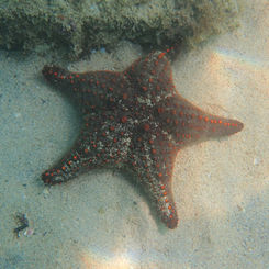 Panamic Cushion Star (Pentaceraster cumingi)