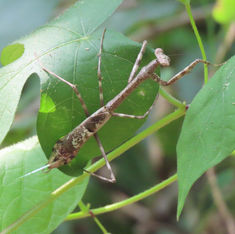 Carolina Mantis (Stagmomantis carolina)