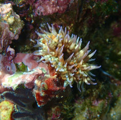 Cortez Sea Anemone (Bunodosoma californicum)