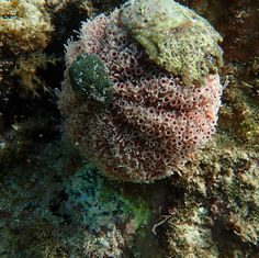 Rose Flower Urchin (Toxopneustes roseus)