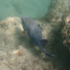 Guineafowl Puffer (Arothron meleagris)