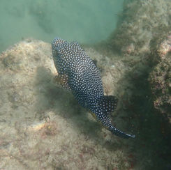 Guineafowl Puffer (Arothron meleagris)