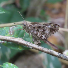 Dorantes Longtail (Cecropterus dorantes)