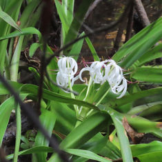 Swamplilies (Genus Crinum)