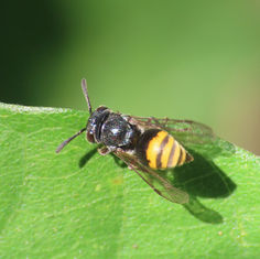 Aztec Honey Wasps (Brachygastra azteca)