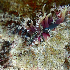 Actinostella bradleyi - Sea Anemone