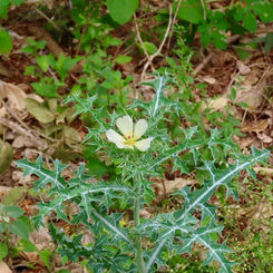 Prickly Poppy (Argemone ochroleuca)
