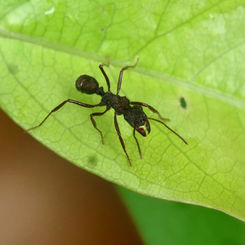 Ectatomma ruidum Ant (Female)