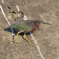 Green Heron (Butorides virescens)
