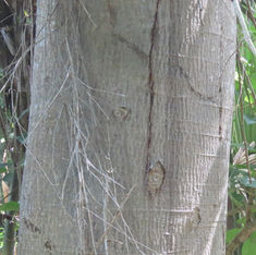 Elephant Ear Tree (Enterolobium cyclocarpum)