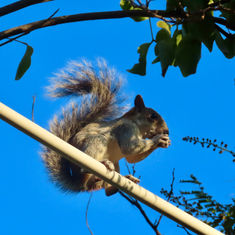 Red-bellied Squirrel (Sciurus aureogaster)