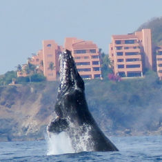 Humpback Whale (Megaptera novaeangliae)