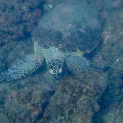 Hawksbill Sea Turtle (Eretmochelys imbricata)