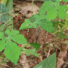 Caballo Skipper (Autochton caballo)
