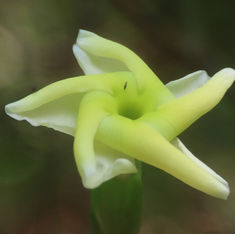 Tabernaemontana ochoterenae
