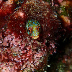 Mexican Barnacle Blenny (Acanthemblemaria hancocki)