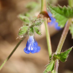 River Sage (Salvia misella)