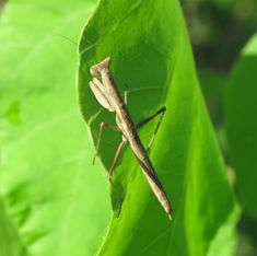 Yersinia mexicana