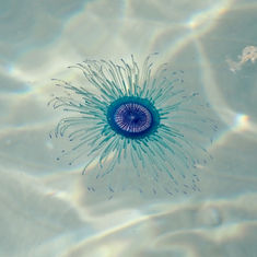 Blue Button (Porpita porpita)