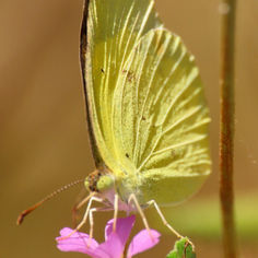 Southern Little Yellow (Eurema lisa)