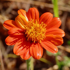 Elegant Zinnia (Zinnia elegans)