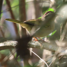 Olive Sparrow (Arremonops rufivirgatus)