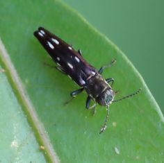 Genus Agrilus (Unknown Species) - Jewel Beetle