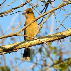 Blue Grosbeak (Female)