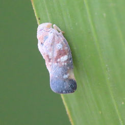 Bladina Planthopper