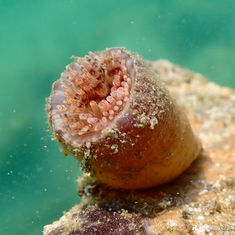 Club-tip Sea Anemones (Telmatactis panamensis)