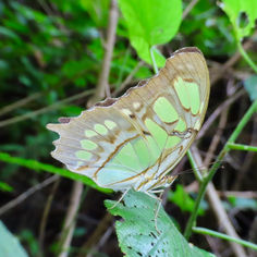 Malachite (Siproeta stelenes)