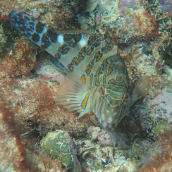 Giant Hawkfish (Cirrhitus rivulatus)