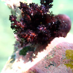 Sea Cucumber (Unknown) - Holothuria (Genus)