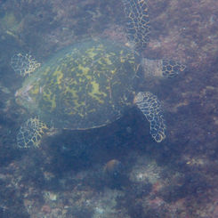 Hawksbill Sea Turtle (Eretmochelys imbricata)