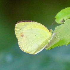 Mimosa Yellow (Eurema nise)